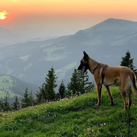 Urlaub Mit Hund Im Salzburger Land Apartment Wegscheid ภายนอก รูปภาพ