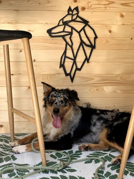 Urlaub Mit Hund Im Salzburger Land Apartment Wegscheid ภายนอก รูปภาพ